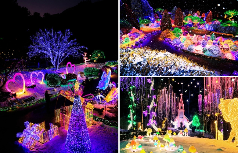 晨静树木园 (2).jpg